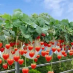 Spudtacular Savings: Grow Your Own Potatoes and Ditch the Grocery Store!