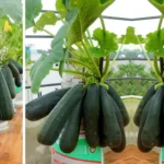 Transform Plastic Bottles into a Thriving, Budget-Friendly Veggie Garden