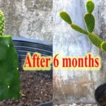 Exploring the Art of Grafting Succulent Plants to Create Bonsai Shapes