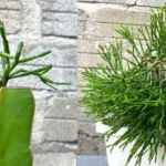 A Tale of Two Worlds: Exploring Dragon Fruit Cactus Grafts and Land Cacti