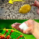 Understanding and Controlling Mealybugs: A Gardener’s Guide