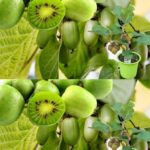 Growing Your Own Pistachio Tree: A Rewarding Journey