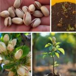 Growing a Kiwi Tree in a Pot: A Green Indoor Oasis