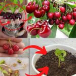 Splash Some Color: Propagating Solenostemon (Coleus) from Leaves – A Beginner’s Guide