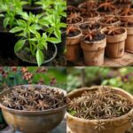 Baking Soda: Your Garden’s Unsung Hero – 10 Clever Uses