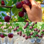 From Humble Cone to Towering Tree: Growing Pines from Seed