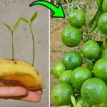 Endless Cucumbers: The Truth Behind the Viral Garden Hack