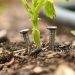 Discover How Baking Soda Enhances Tomato Plant Growth