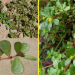 Rosemary: Never Dry Again – A Gardener’s Secret Weapon