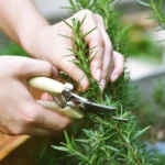 From Weed to Wonder: The Underappreciated Power of Purslane