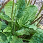 From Seed to Snack: Growing Mulberry Trees Indoors (with Patience!)