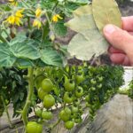 Mastering Eggplant Cultivation: Tips for a Bountiful Harvest