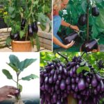 Accelerate Tomato Growth: 8 Ingredients for Bumper Crops